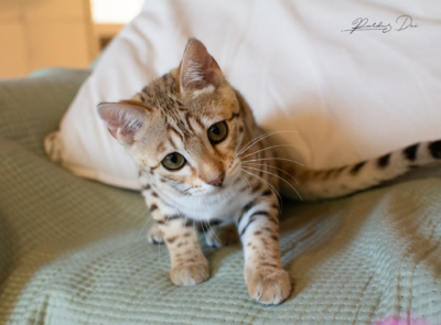 DSC_7070 DSC_7070
