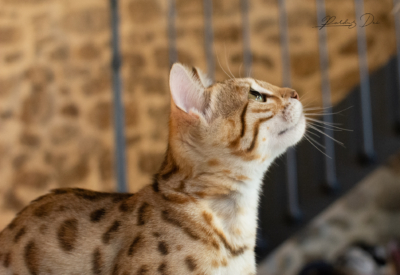 DSC_7086 DSC_7086
